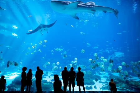 bild eines aquariums